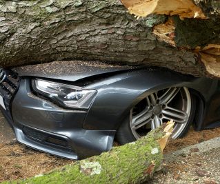 A Car Crushed by a Broken Tree